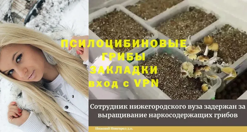 Галлюциногенные грибы GOLDEN TEACHER  где купить наркоту  KRAKEN ссылки  Шумерля 